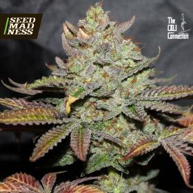 CLEARANCE - Girl Scout Cookies Feminised Seeds (Cali Connection)