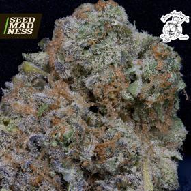 Don Girl Scout Cookies Feminised Seeds (Don Avalanche Seeds)