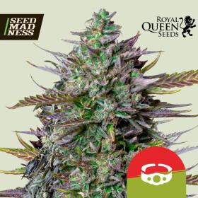 GOAT'lato Auto Feminised Seeds (Royal Queen Seeds)