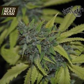 CLEARANCE - Grandaddy Confidential Feminised Seeds (Pheno Finder Seeds)