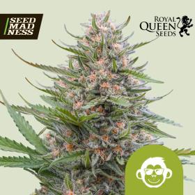 Grape Ape Auto Feminised Seeds (Royal Queen Seeds)