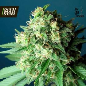 Green Crack Feminised Seeds (Cali Connection)