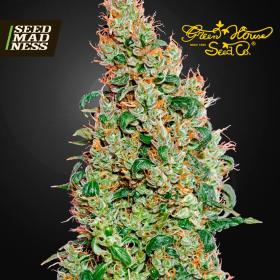Green-O-Matic Autoflowering Feminised Seeds (Green House Seed Co)