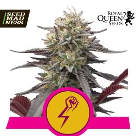 CLEARANCE - Green Crack Punch Feminised Seeds (Royal Queen Seeds)