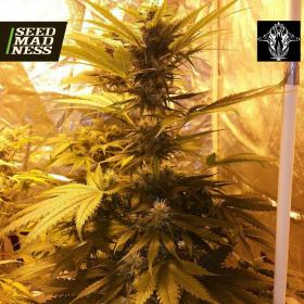 CLEARANCE - Guava Dub Star Feminised Seeds - DISCONTINUED (Holy Smoke Seeds)
