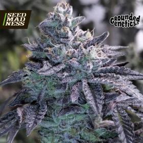 Guava Jelly Regular Seeds (Grounded Genetics)