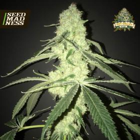 CLEARANCE - Her Majesty's Kush Feminised Seeds (Pot Valley Seeds)