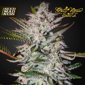 Holy Punch Feminised Seeds (Green House Seed Co)