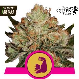 CLEARANCE - HulkBerry Feminised Seeds (Royal Queen Seeds)