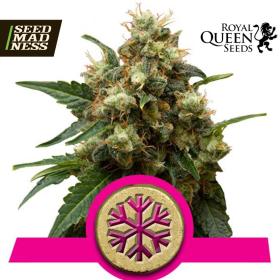 Ice Feminised Seeds (Royal Queen Seeds)