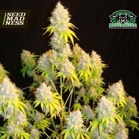 Indiana Bubble Gum S1 (Indiana Bubble Gum Line) Feminised Seeds (Mosca Seeds)