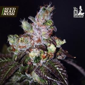 CLEARANCE - Island Punch Feminised Seeds (Cali Connection)