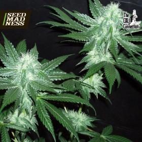 CLEARANCE - Italian Ice (Gold Line) Feminised Seeds (Cali Connection)