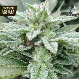 Jewel Piece Feminised Seeds (Cali Connection)