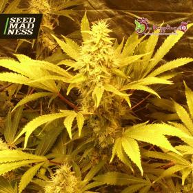 Kali and the Chocolate Factory Feminised Seeds (Dr Krippling)