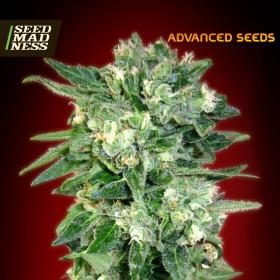Kaya 47 Autoflowering Feminised Seeds (Advanced Seeds)