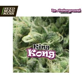 CLEARANCE - King Kong Feminised Seeds (Dr Underground)