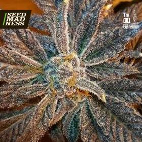 CLEARANCE - LA Cookies Feminised Seeds (Cali Connection)