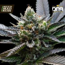L.A. Sorbet (Sorbet Collection) Feminised Seeds - DISCONTINUED (DNA Genetics)
