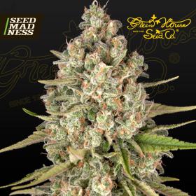 Lost Pearl Feminised Seeds (Green House Seed Co)