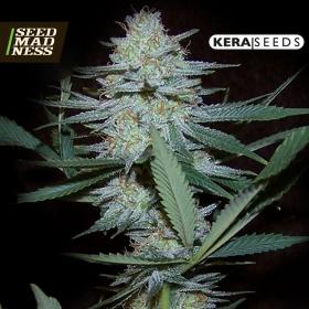 Medical Crazy Mouse (Amsterdam Cheese) Feminised Seeds (Kera Seeds)