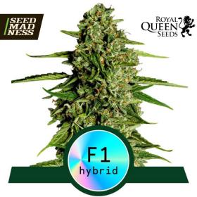 Medusa F1 Automatic Feminised Seeds (Royal Queen Seeds)