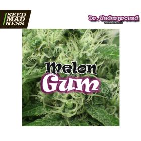 CLEARANCE - Melon Gum Feminised Seeds (Dr Underground)