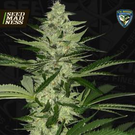 CLEARANCE - MelonSicle Feminised Seeds (TH Seeds)
