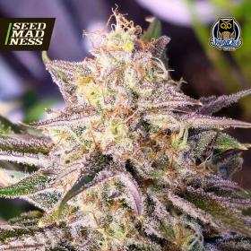 Microverse Morsels V2 Auto Feminised Seeds (Night Owl Seeds)