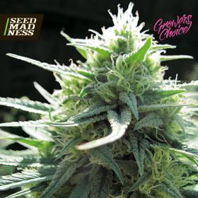 M.A.F (Mighty Amstel Freezeland) Feminised Seeds (GrowersChoice)