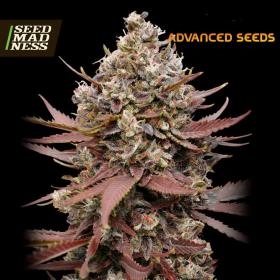Mimosa Punch Feminised Seeds (Advanced Seeds)