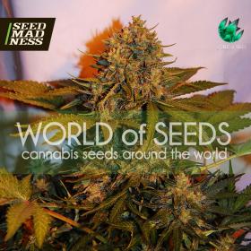 Northern Light x Big Bud Auto Feminised Seeds (World Of Seeds)