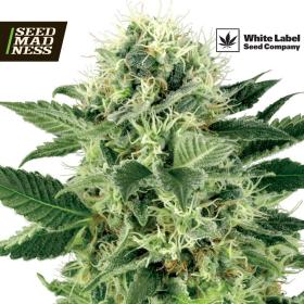 Northern Lights Feminised Seeds (White Label Seed Co)