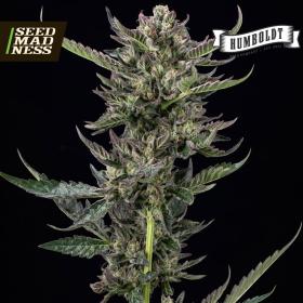 Notorious THC Regular Seeds (Humboldt Seed Company)