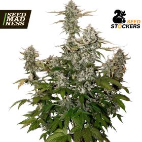 CLEARANCE - Candy Dawg Autoflower Feminised Seeds (Seed Stockers)