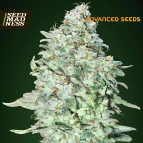 OG Kush SFV Feminised Seeds (Advanced Seeds)
