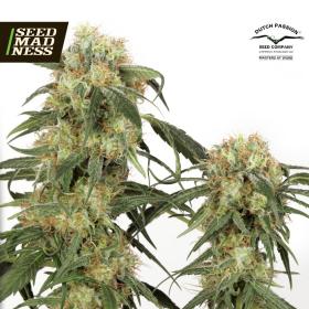 Pamir Gold Feminised Seeds (Dutch Passion)