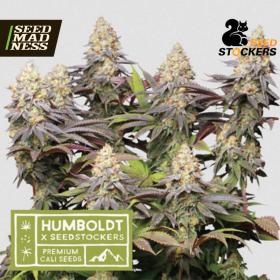 Panty Punch Feminised Seeds (Seed Stockers)