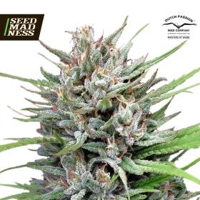 Passion#1 Feminised Seeds (Dutch Passion)
