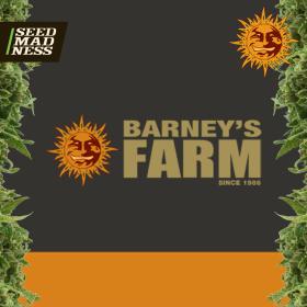 Sour Diesel Feminised Seeds (Barney's Farm)