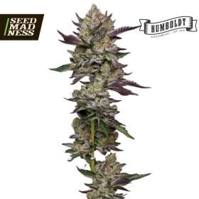 Poddy Mouth Feminised Seeds (Humboldt Seed Company)