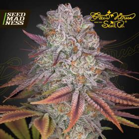 Pulp Friction Feminised Seeds (Green House Seed Co)