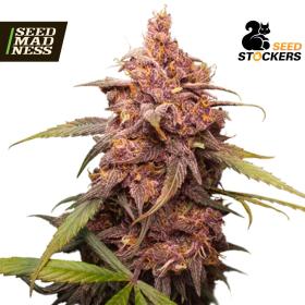 CLEARANCE - Purple Punch Feminised Seeds (Seed Stockers)