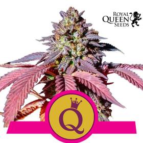 Purple Queen Feminised Seeds (Royal Queen Seeds)