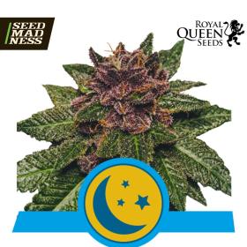 Purplematic CBD Feminised Seeds (Royal Queen Seeds)