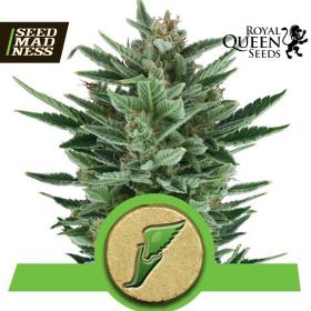 CLEARANCE - Quick One Autoflowering Feminised Seeds (Royal Queen Seeds)
