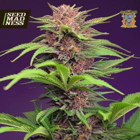Red Mimosa XL Auto Feminised Seeds (Sweet Seeds)