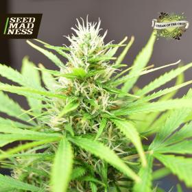 CLEARANCE - Robocrop Auto Feminised Seeds (Cream of the Crop)