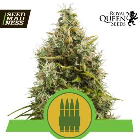 Royal AK Auto Feminised Seeds (Royal Queen Seeds)