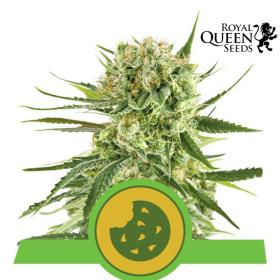 Royal Cookies Auto Feminised Seeds (Royal Queen Seeds)
